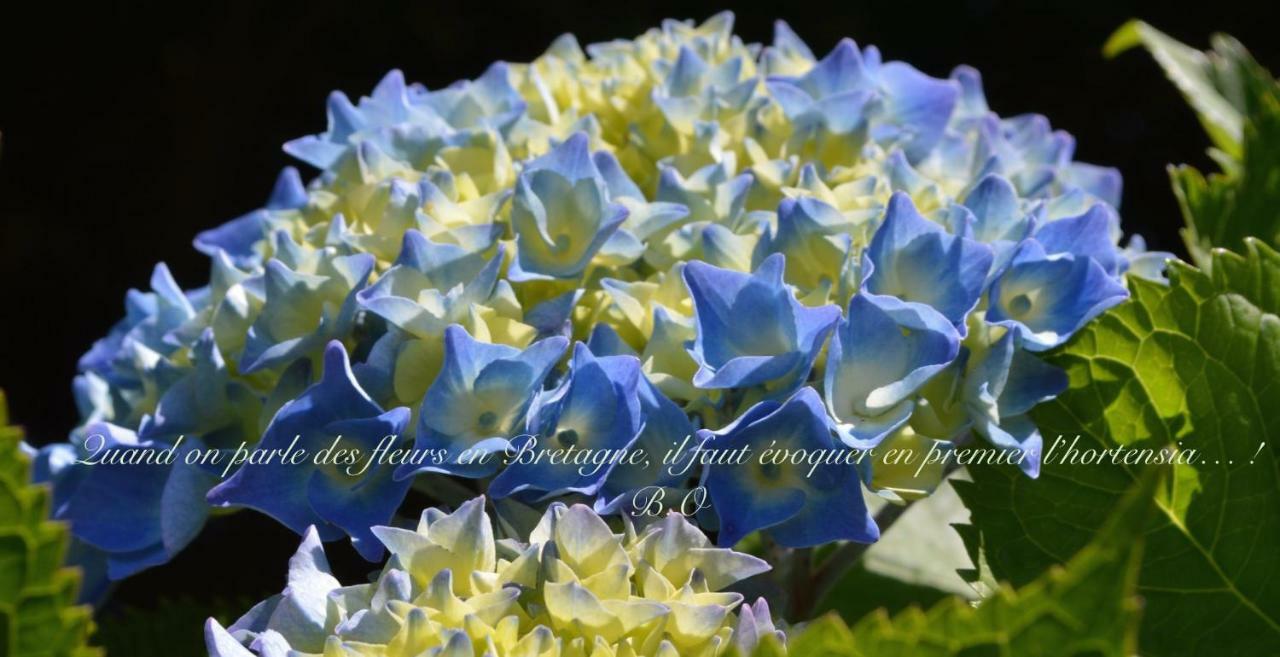 Le Clos Des Agapanthes Plogonnec エクステリア 写真