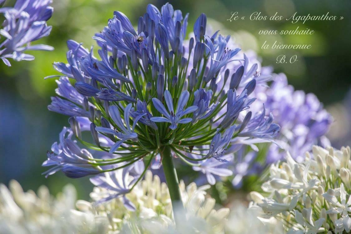 Le Clos Des Agapanthes Plogonnec エクステリア 写真